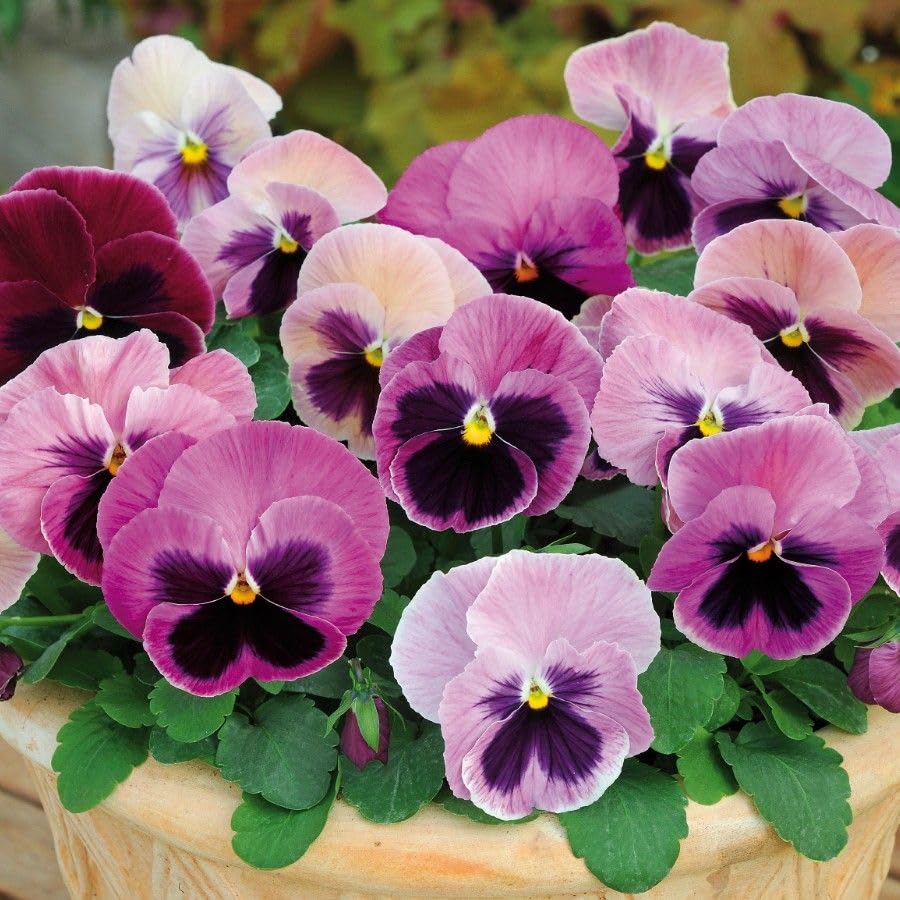 Pink Pansy Seeds Ideal for Cool Season Flower Gardens