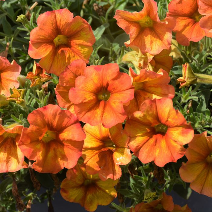 Mature Copper Orange Petunia Blooms, Vibrant Garden Flowers