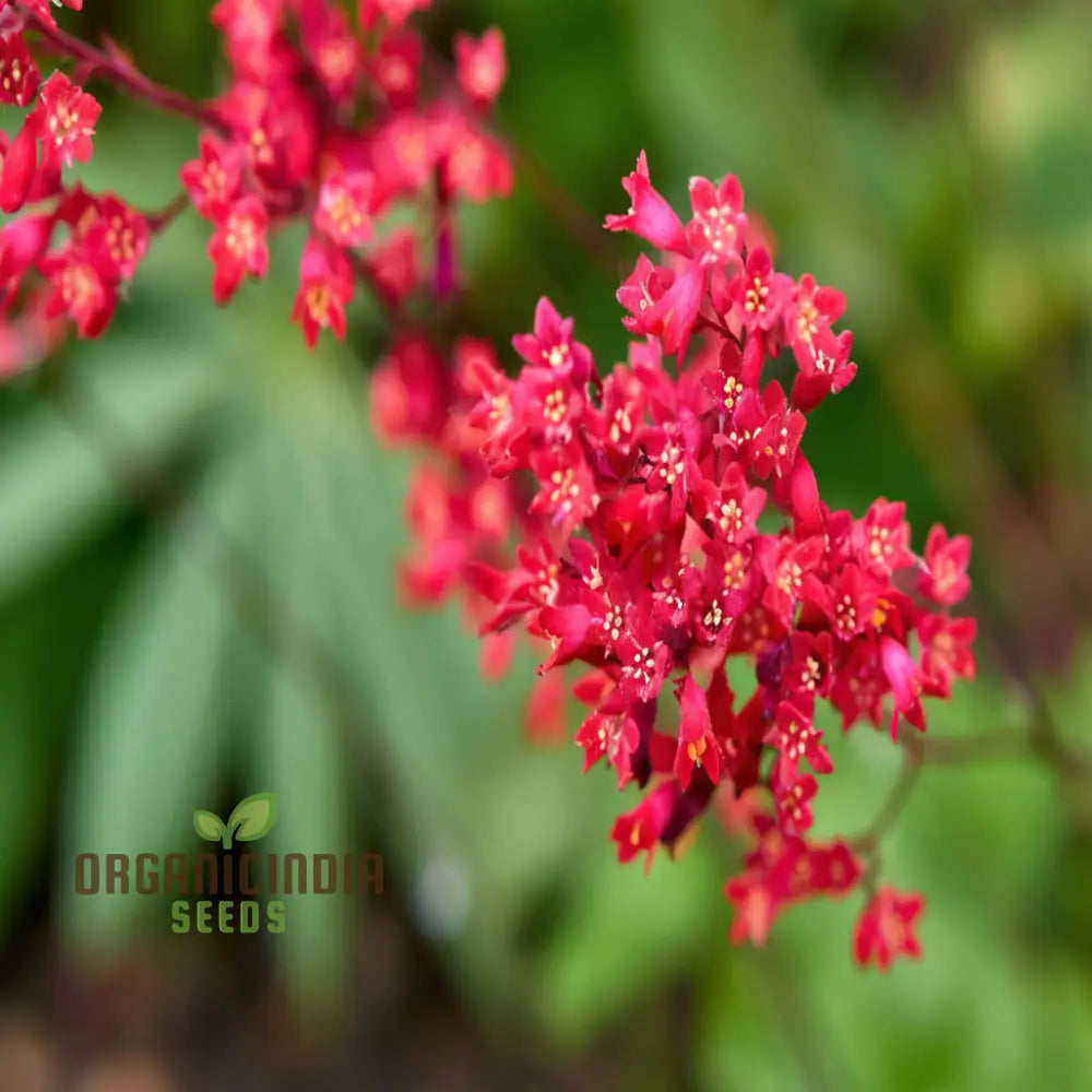 Coral Bells Seeds for Colorful Foliage and Shade Garden Planting