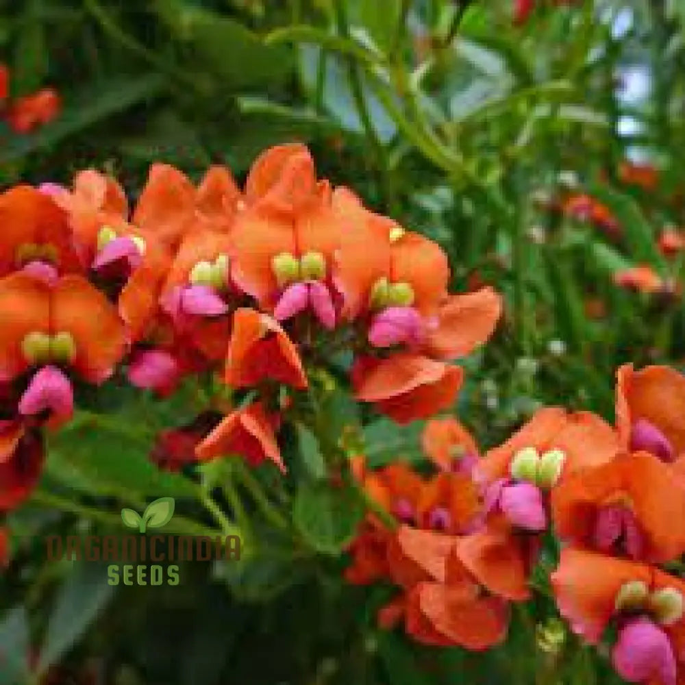 Coral Creeper Wildflower Seeds For Gardening Enthusiasts - Premium Quality Vibrant Garden Blooms