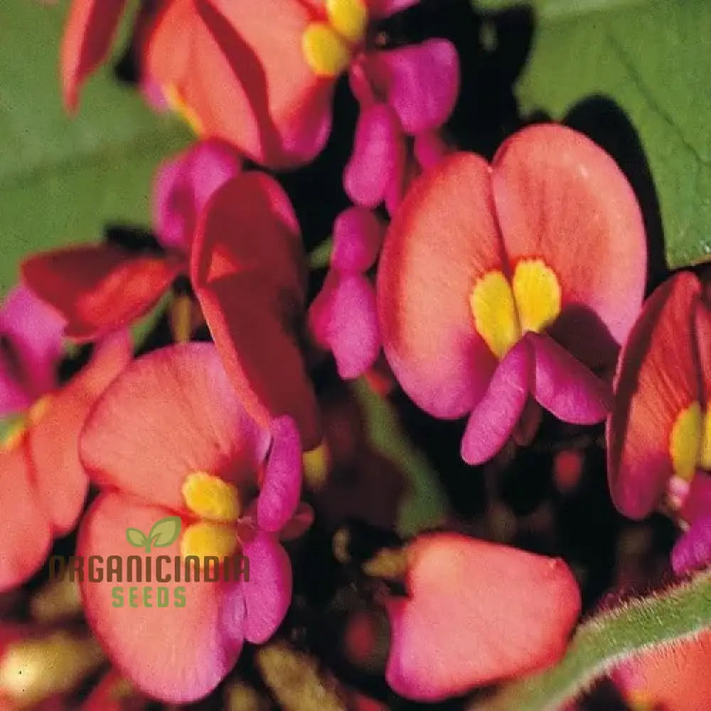 Coral Creeper Wildflower Seeds For Gardening Enthusiasts - Premium Quality Vibrant Garden Blooms