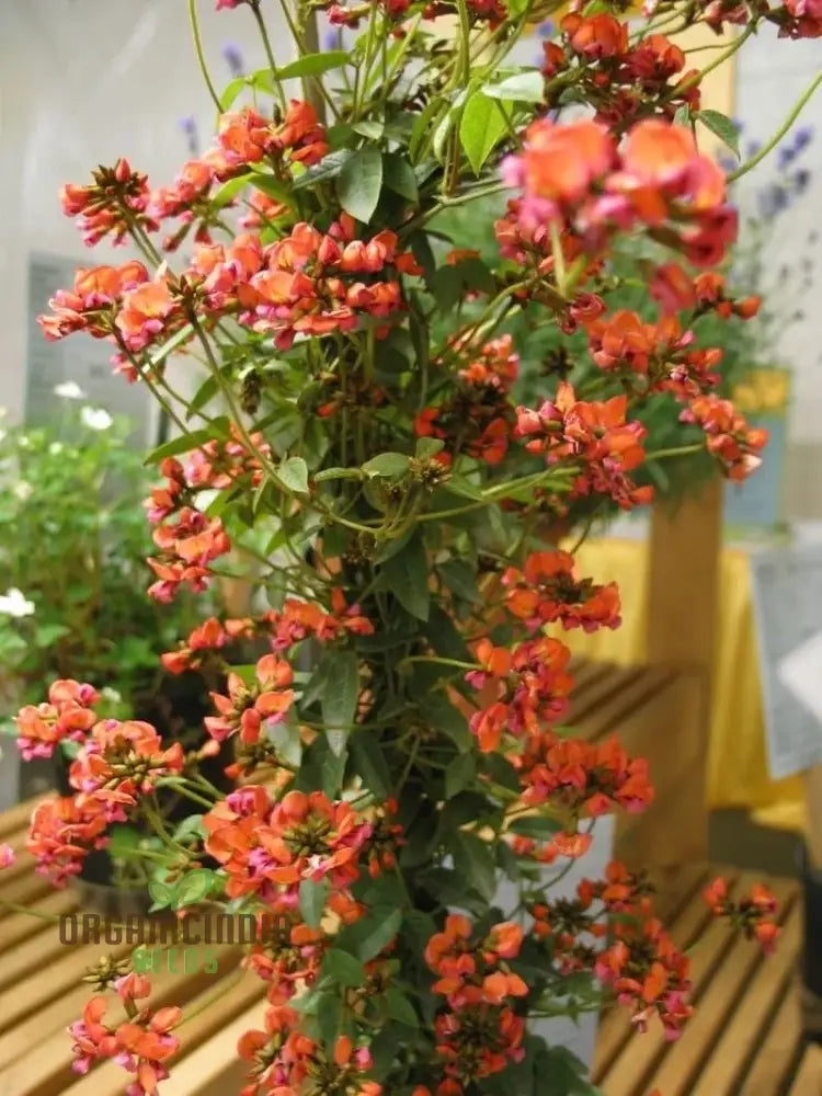 Coral Creeper Wildflower Seeds For Gardening Enthusiasts - Premium Quality Vibrant Garden Blooms