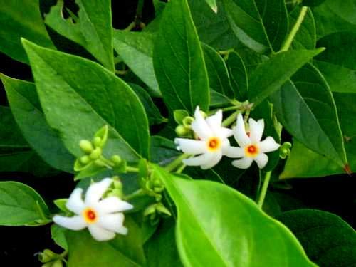 Coral Jasmine Garden Seeds for Tropical Landscaping
