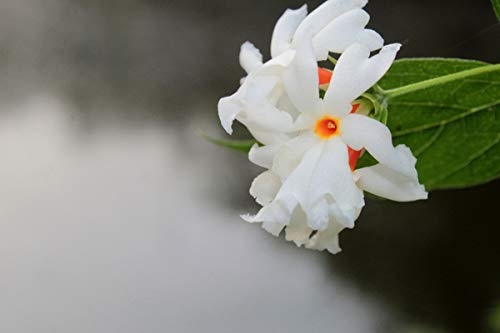 Coral Jasmine Seeds with Fragrant Blooming Flowers
