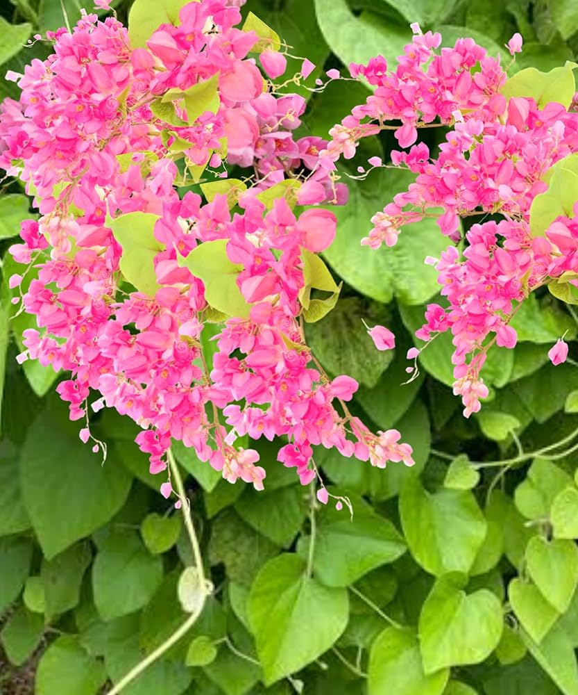 Coral vine seeds for home gardening and trellis growth