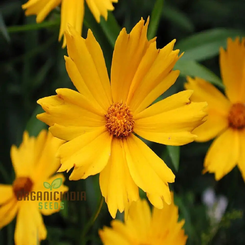 Coreopsis Lanceolata Dwarf Seeds For Planting - Mayfield Collection
