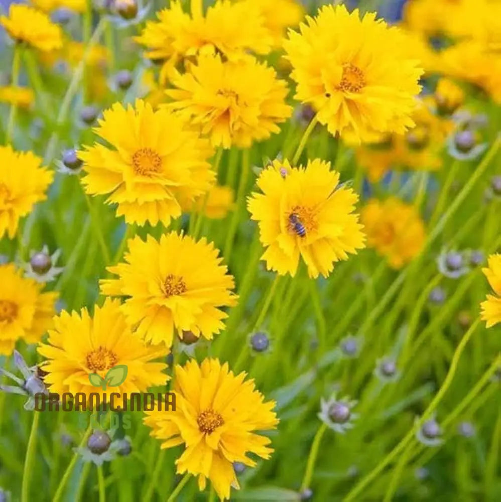 Coreopsis Lanceolata Dwarf Seeds For Planting - Mayfield Collection