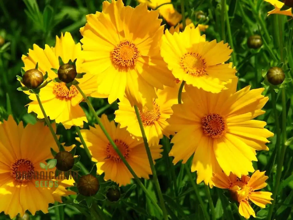 Mature Coreopsis Lanceolata Dwarf plant with bright yellow flowers