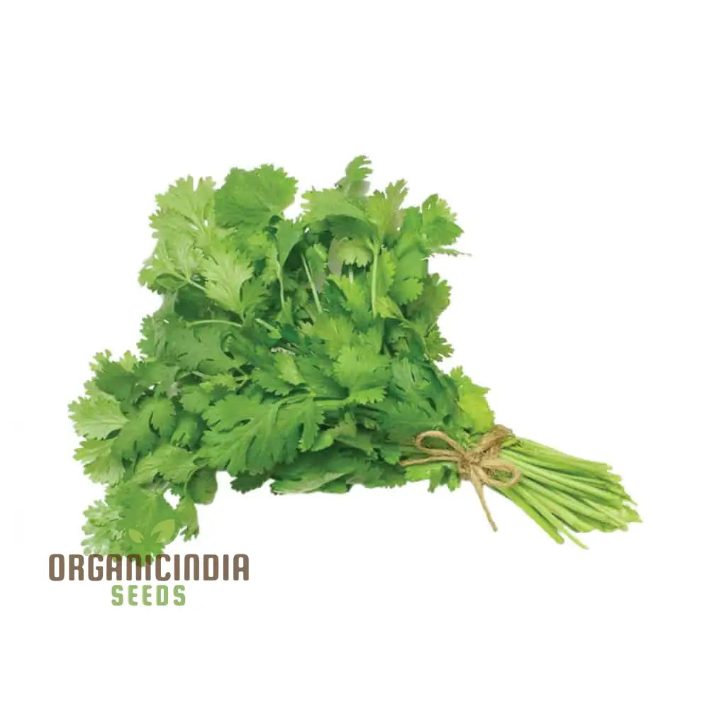 Coriander Dhania Seeds for Planting in Home and Kitchen Gardens