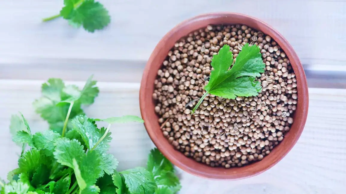 Coriander Plants Growing in Garden Bed from Seeds, Home Culinary Herb Garden