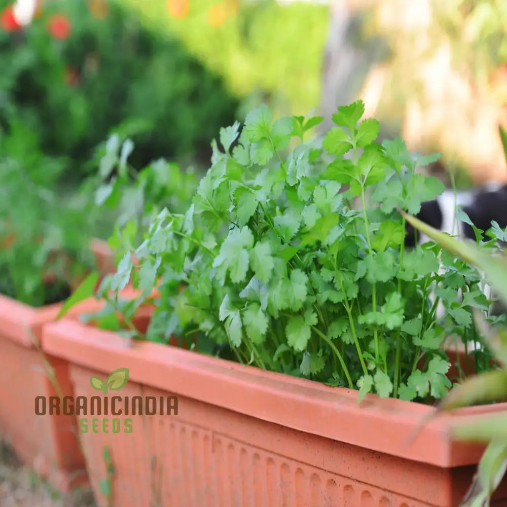 Harvested Coriander Leaves from Seeds, Fresh and Flavorful Herb