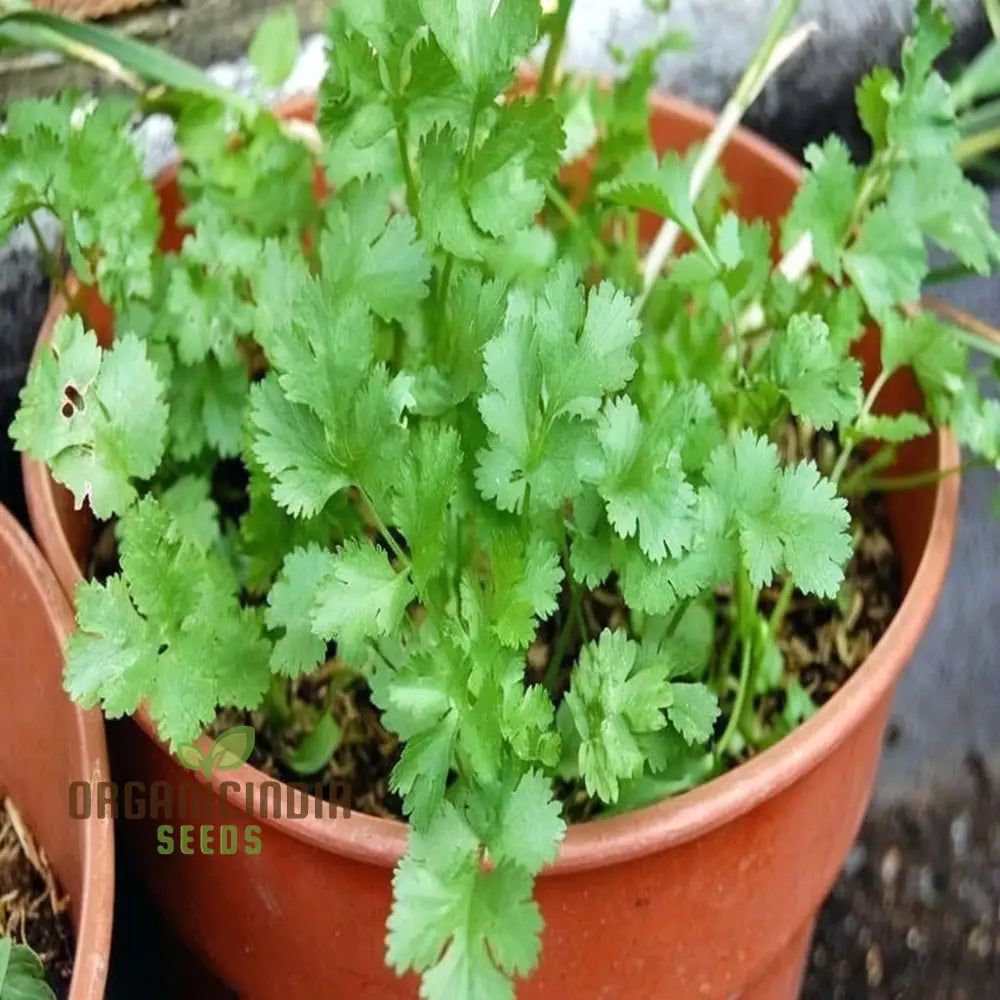 Mature Coriander Plant from Seeds, Bushy Aromatic Herb for Cooking