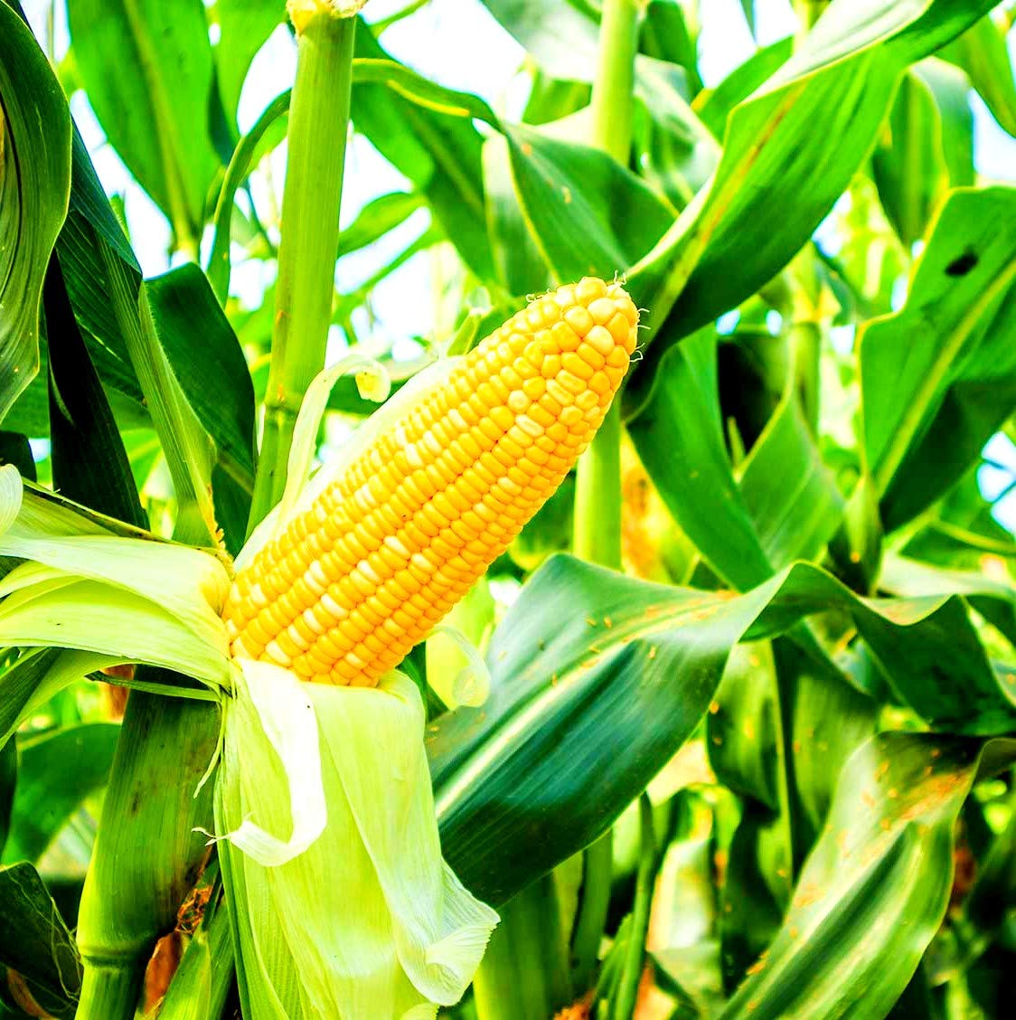 Corn Plants Growing in Field from Seeds, Resilient Home Garden Corn