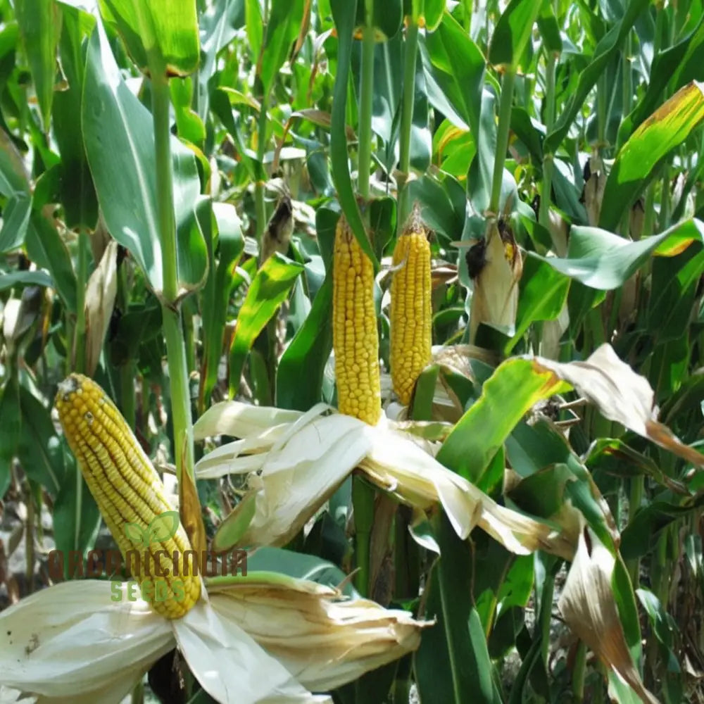 Mature Corn Plant from Seeds, Sturdy High-Yield Corn
