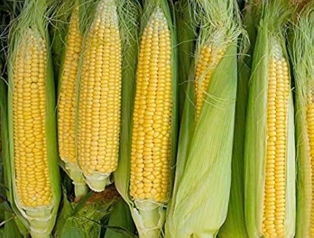 Mature Organic Corn Plant from Seeds, Tall and High-Yield Variety