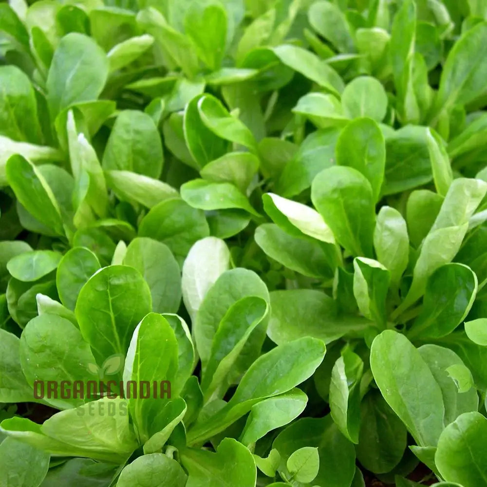 Large Dutch Corn Salad Seeds for Planting, Organic Salad Greens