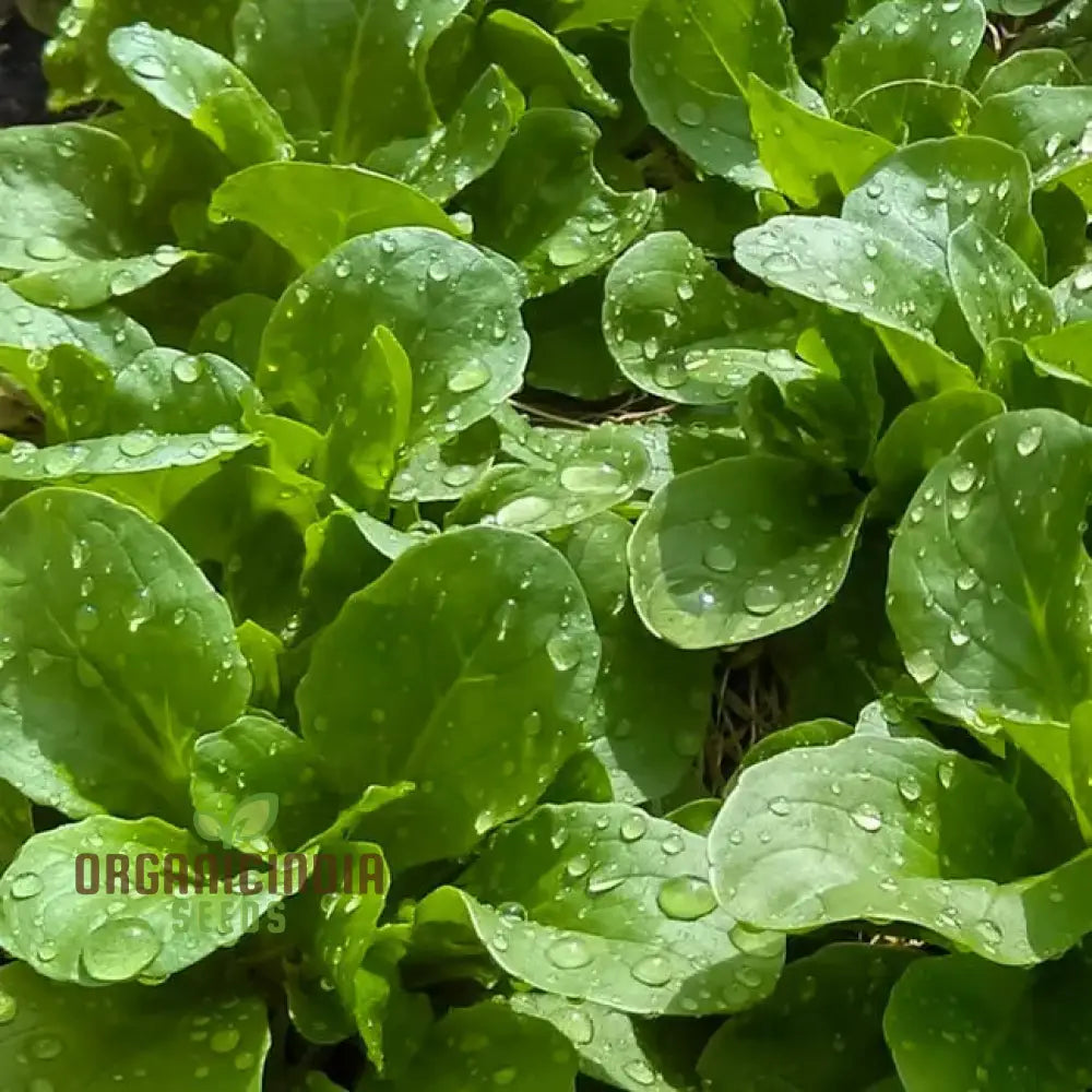Verte De Cambrai Corn Salad Seeds for Planting, Home Garden Leafy Greens