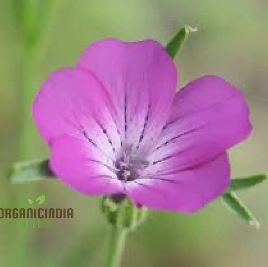Corncockle Seeds For Planting Gardening Enthusiasts | Cultivated Average Conditions