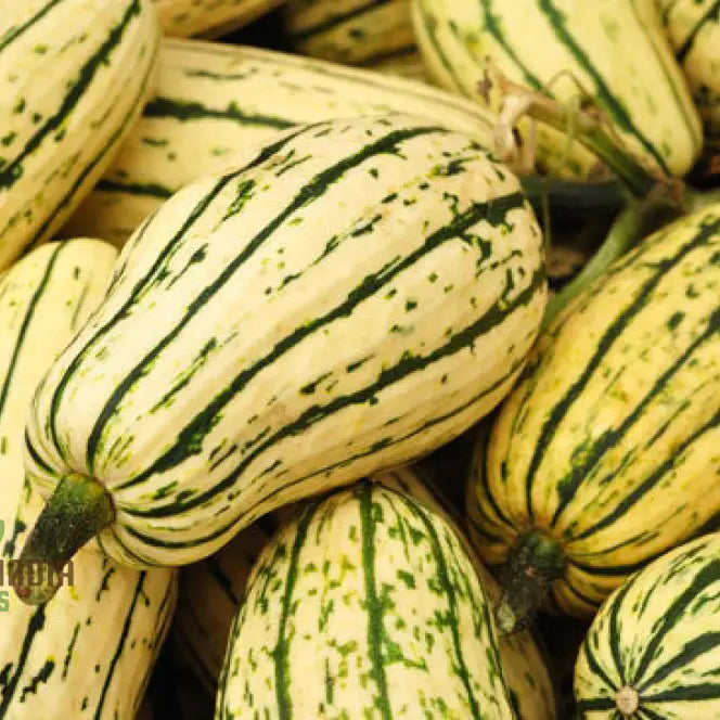 Cornells Squash Plant Grown from Seeds, Home Garden Vegetable