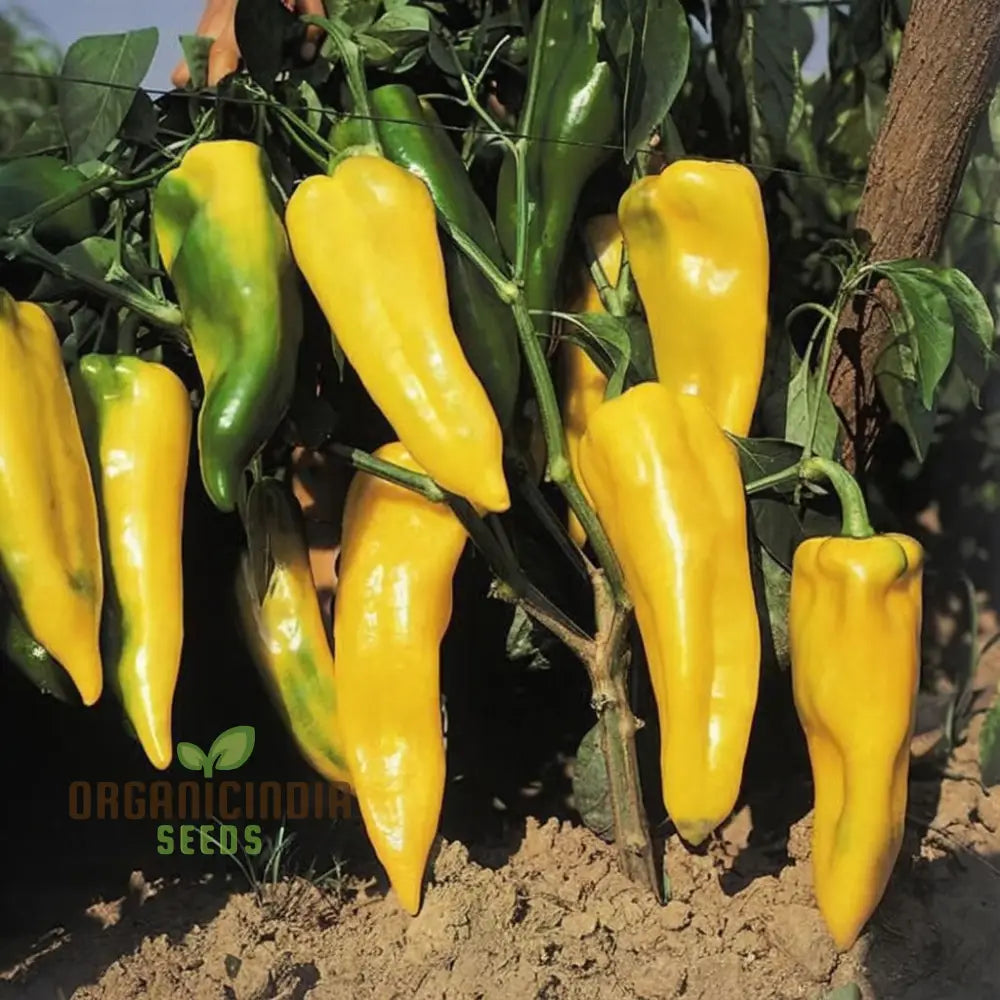 Mature Corno Di Toro Giallo Pepper Plant, High-Yield Italian Pepper Seeds