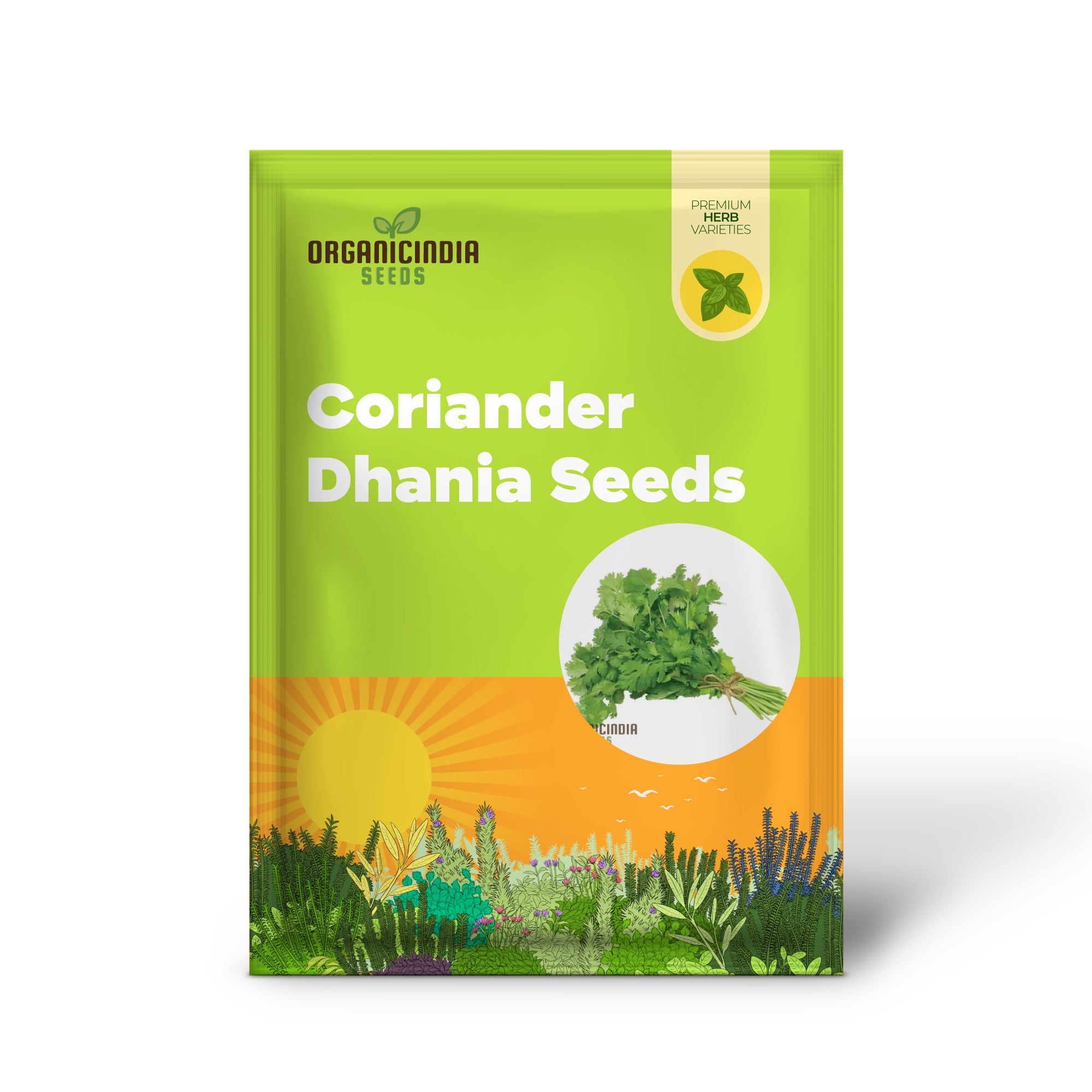 Coriandrum Sativum Herb Plant Growing Fresh Green Leaves