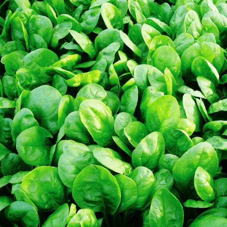 Corvair Spinach Seeds for Planting – High-Yield and Fast-Growing Variety