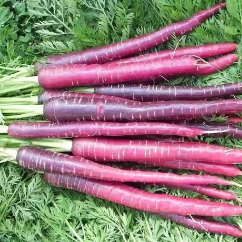 Cosmic Purple Carrot Seedling, Easy-to-Grow Heirloom Root Vegetable