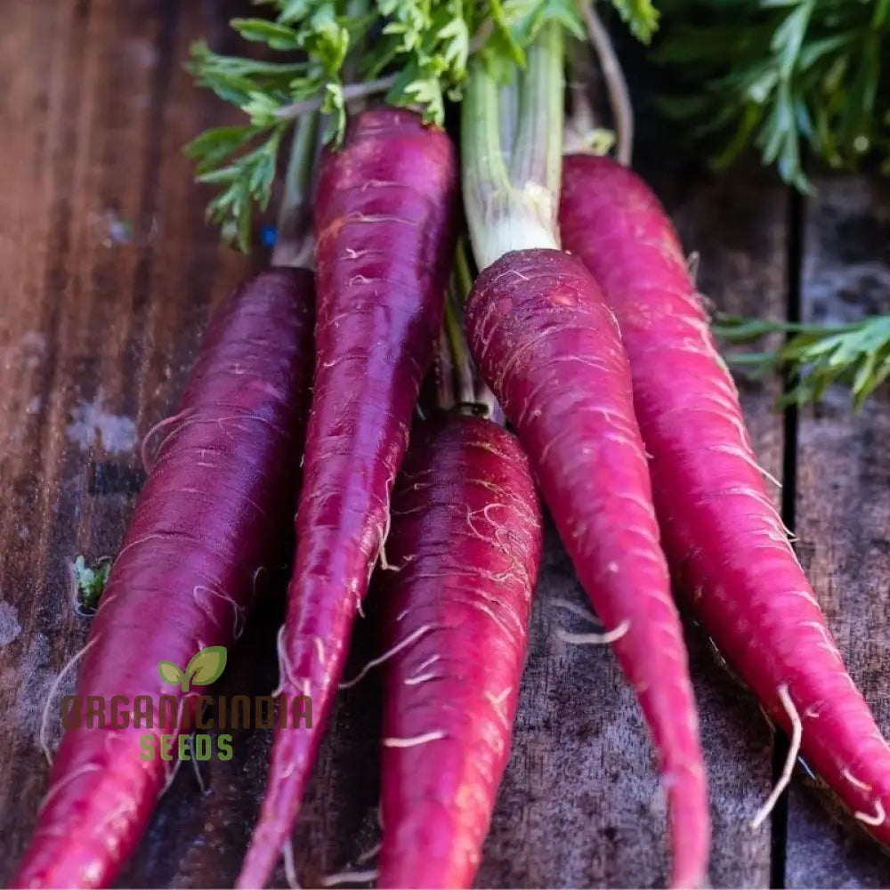Cosmic Purple Carrot Seeds for Planting, Heirloom Purple Carrot Seeds