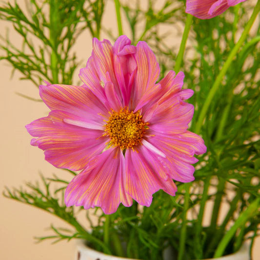 Peach & Rose Cosmos Flower Seeds , Elegant Blooms for a Stunning Garden