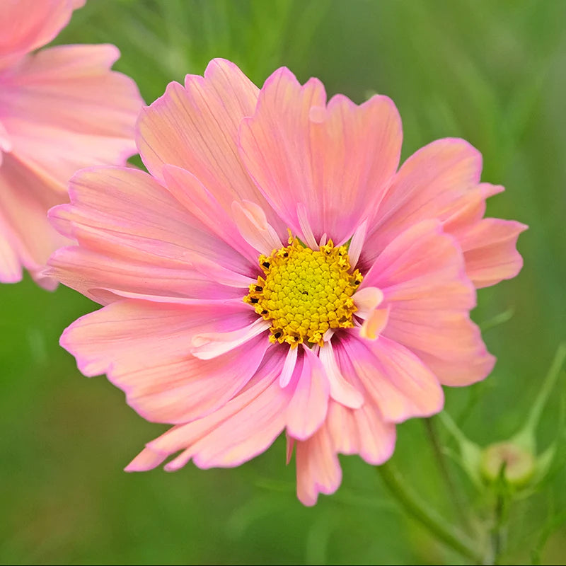 Peach Cosmos Flower Seeds ,Soft Pastel Blooms for a Charming Garden