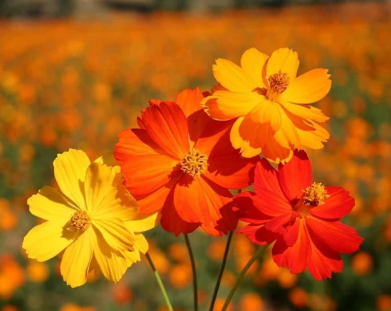 Graines de fleurs Cosmos orange vif, floraisons vibrantes pour un jardin magnifique