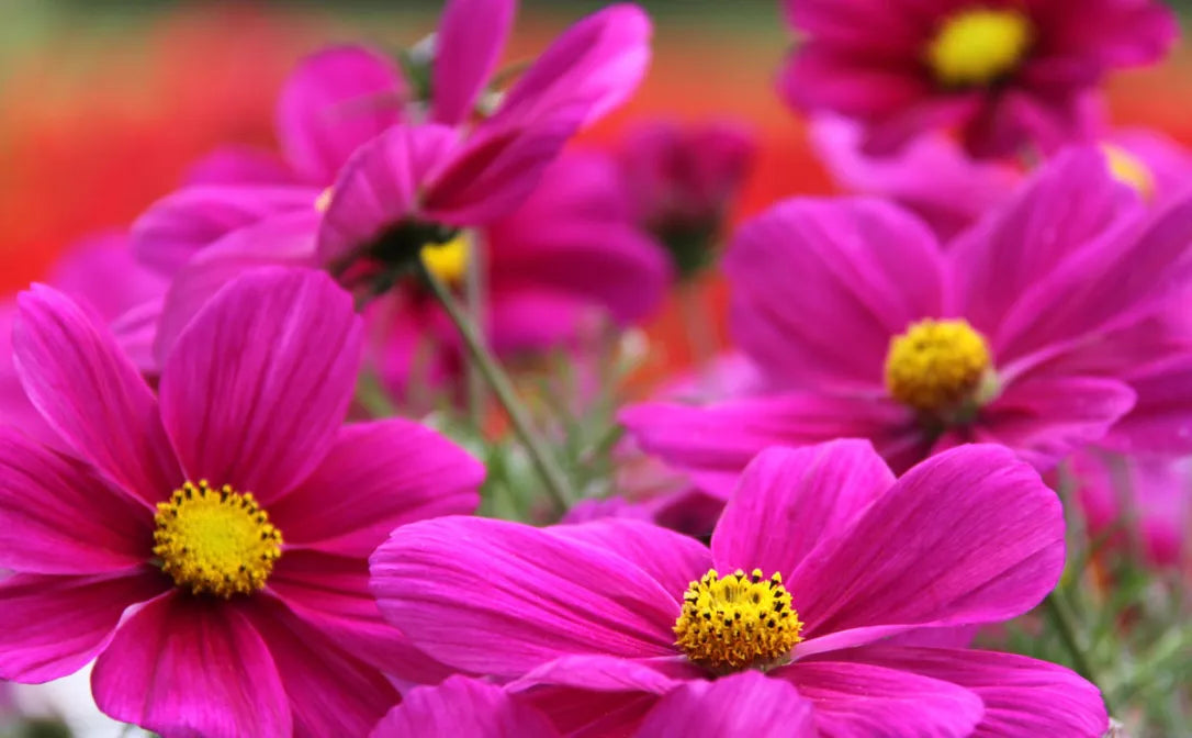 Graines de fleurs Cosmos rose vif, floraisons de jardin vibrantes et accrocheuses