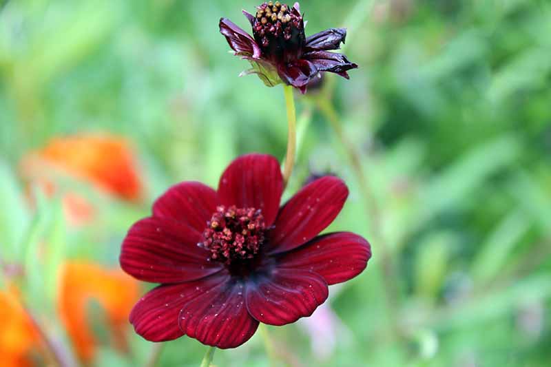 Cosmos Burgundy Seeds with Rich Velvety Blooms for Home Gardens