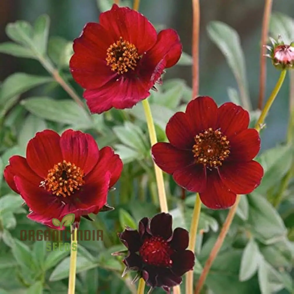 Cosmos Chocolate Flower Seeds - Planting Guide Included For Vibrant Blooms