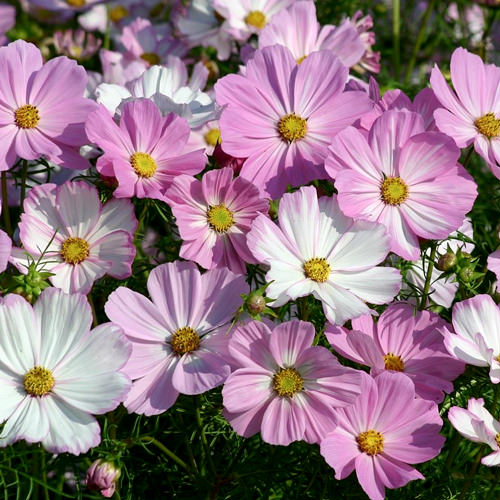 Semi di Fiore di Cosmos Bianco e Rosa, Bellissimi Fiori Bicolore per Giardino