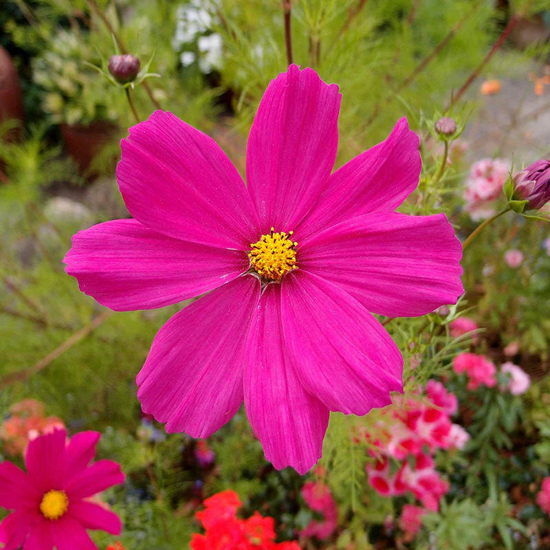 Graines de fleurs Cosmos rose vif, floraisons de jardin vibrantes et accrocheuses