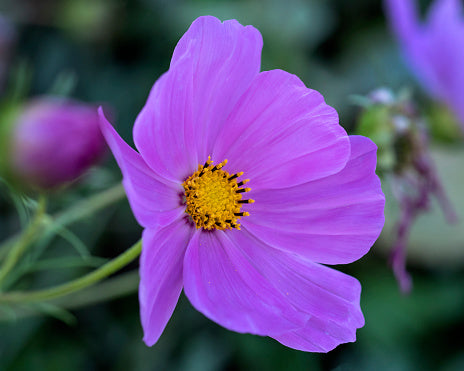 Feathery Foliage of Lavender Cosmos Plant