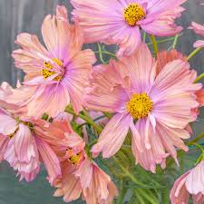 Cosmos Flower Seeds Peach and Rose Blooms for Colorful Garden Beds