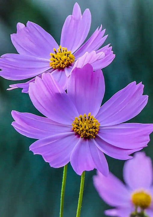 Lavender Cosmos Flowers Blooming in Garden