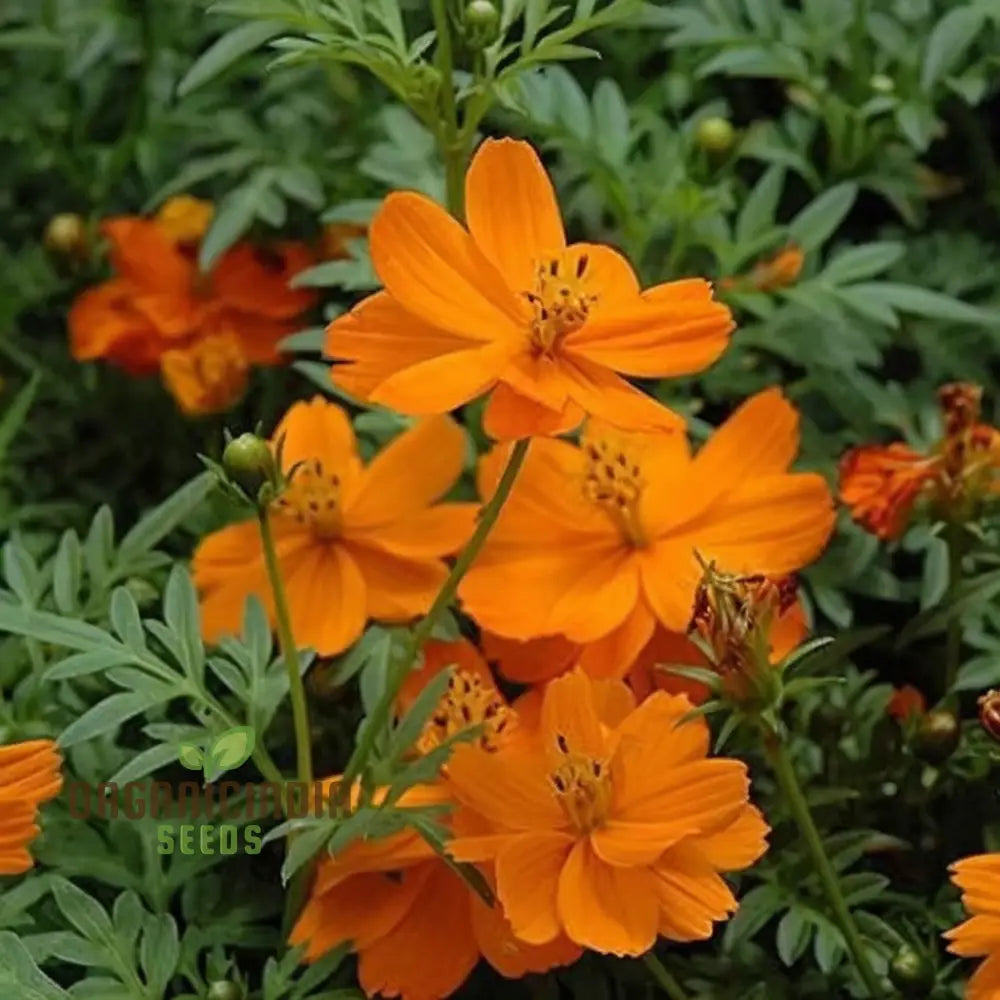 Cosmos Orange Desi Flower Seeds - Bright And Cheerful Blooms For Your Garden