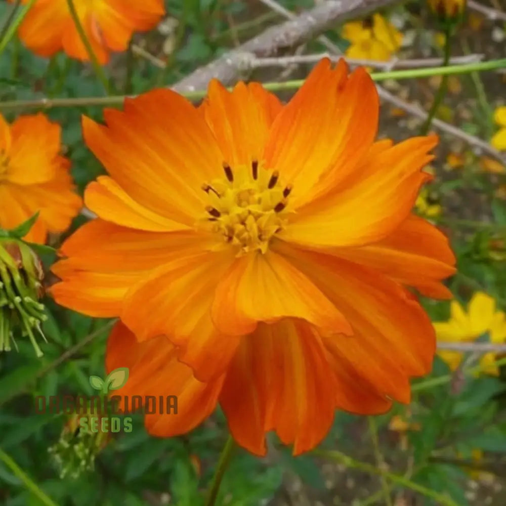 Cosmos Orange Desi Flower Seeds - Bright And Cheerful Blooms For Your Garden