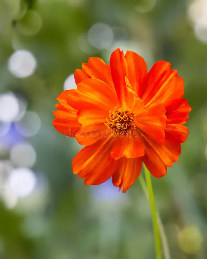 Graines de fleurs Cosmos orange vif, floraisons vibrantes pour un jardin magnifique