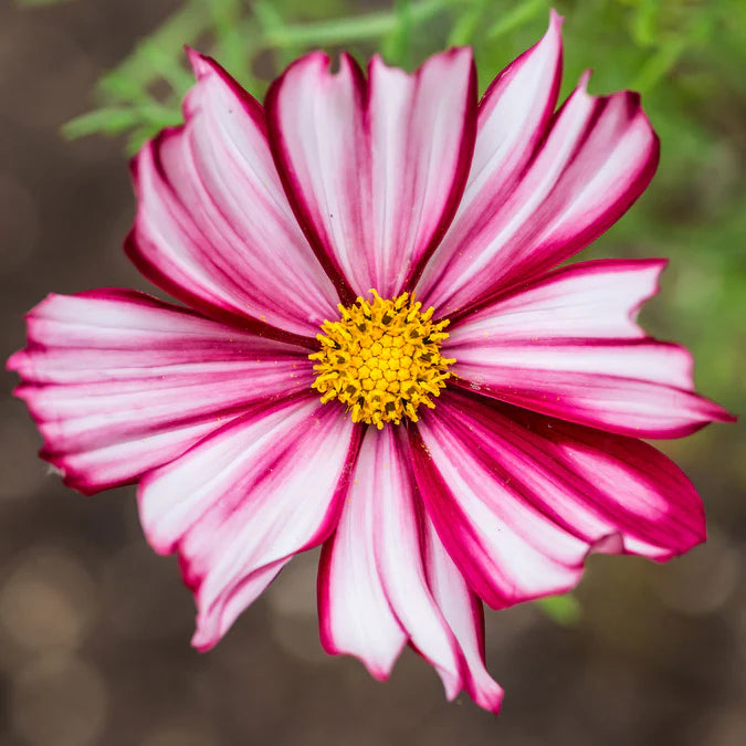 Semi di Fiore di Cosmos Rosso e Bianco, Splendidi Fiori Bicolore per Giardini