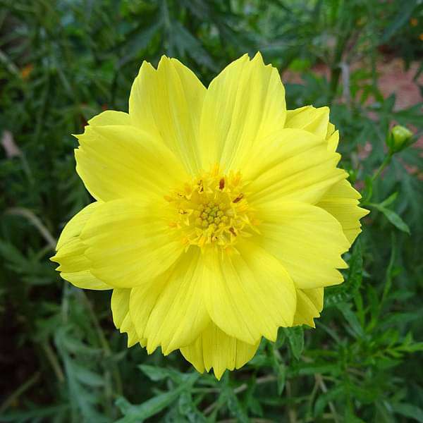 Semi di Fiore di Cosmos Giallo Limone, Fioriture da Giardino Luminose e Allegre