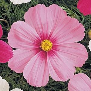 Semi di Fiore di Cosmos Bianco e Rosa, Bellissimi Fiori Bicolore per Giardino
