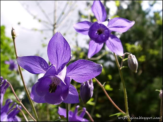 Columbine seeds for cottage gardens elegant spring blooms