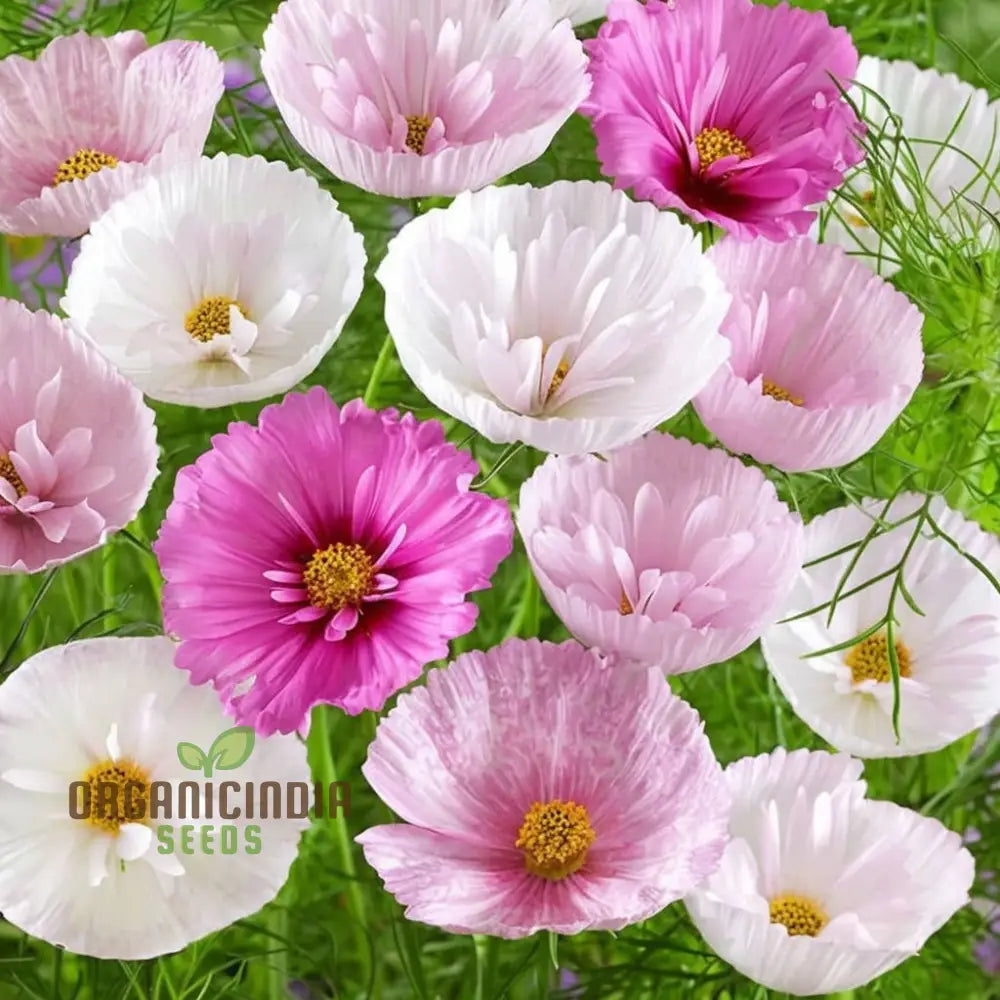 Cottage garden cosmos seeds blush pink flowering plants