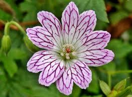 Cottage garden geranium seeds long blooming perennial