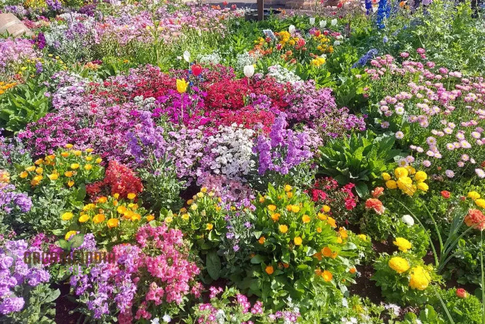 Cottage Garden Hollyhock Mixed Seeds for Landscaping and Borders