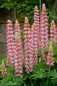 Cottage garden lupin seeds tall pink flower spikes